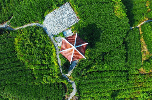 吉首市馬頸坳鎮(zhèn)隘口村是“湘西黃金茶第一村”，被譽為“全國茶旅融合十條精品線路”上的明珠。.gif